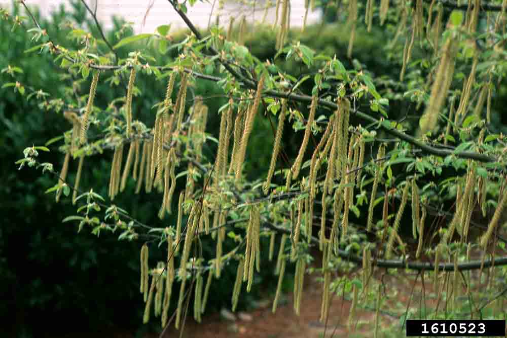 American hop hornbeam flowers