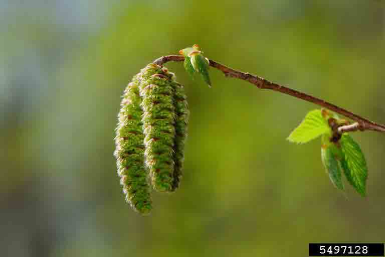 American hop hornbeam flowers