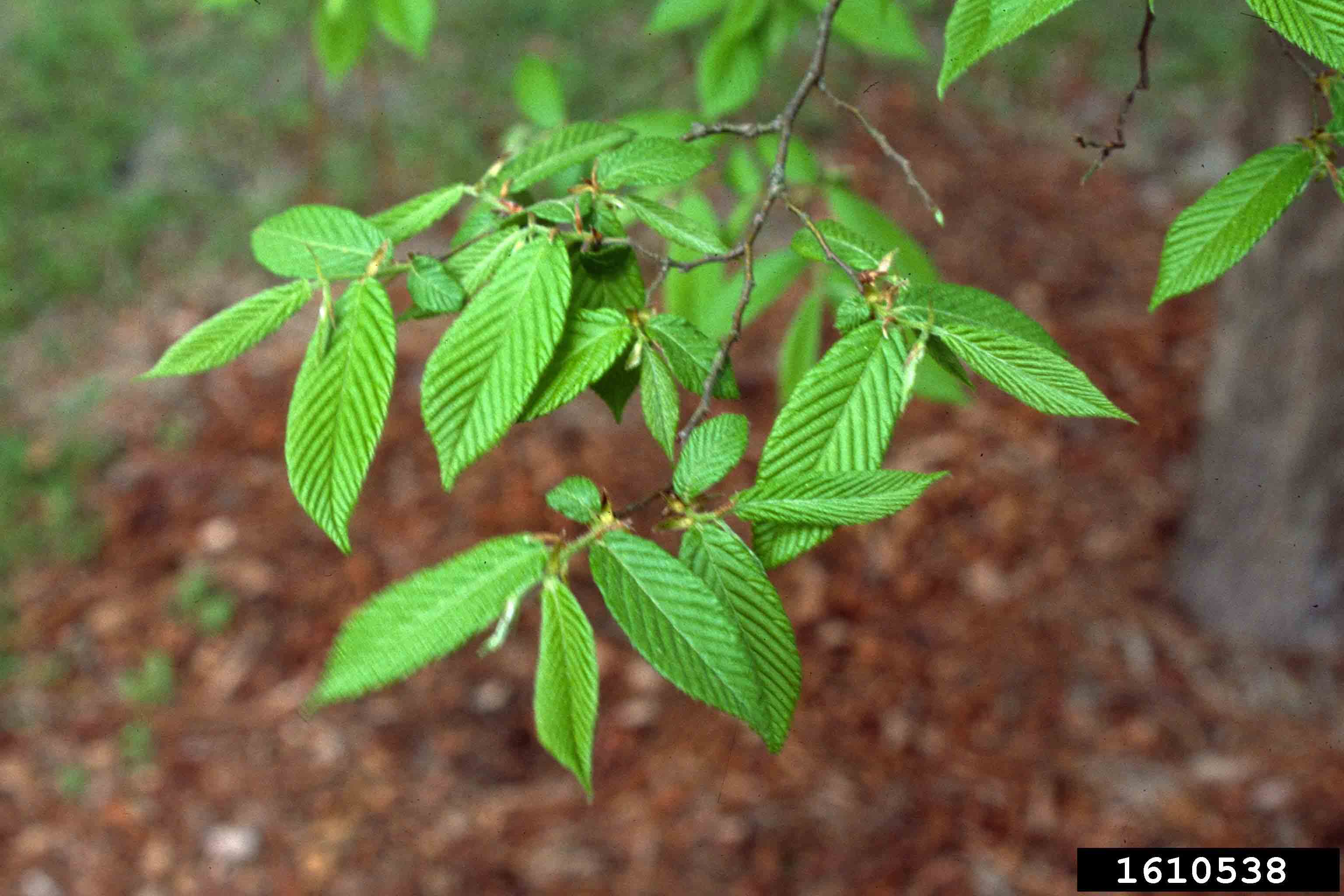 American hop hornbeam leaves, sharply toothed and with alternate arrangement