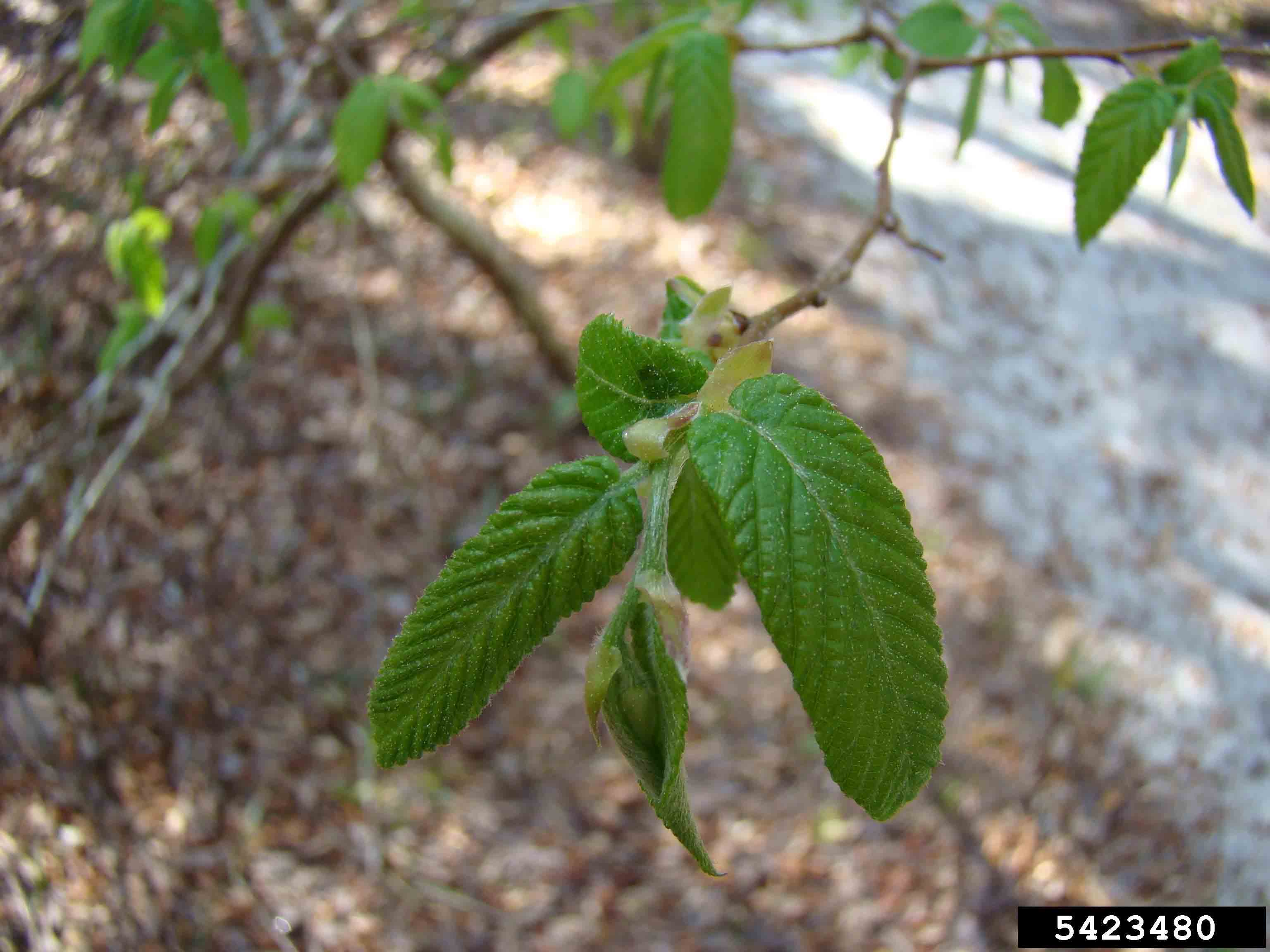 American hop hornbeam leaves emerging