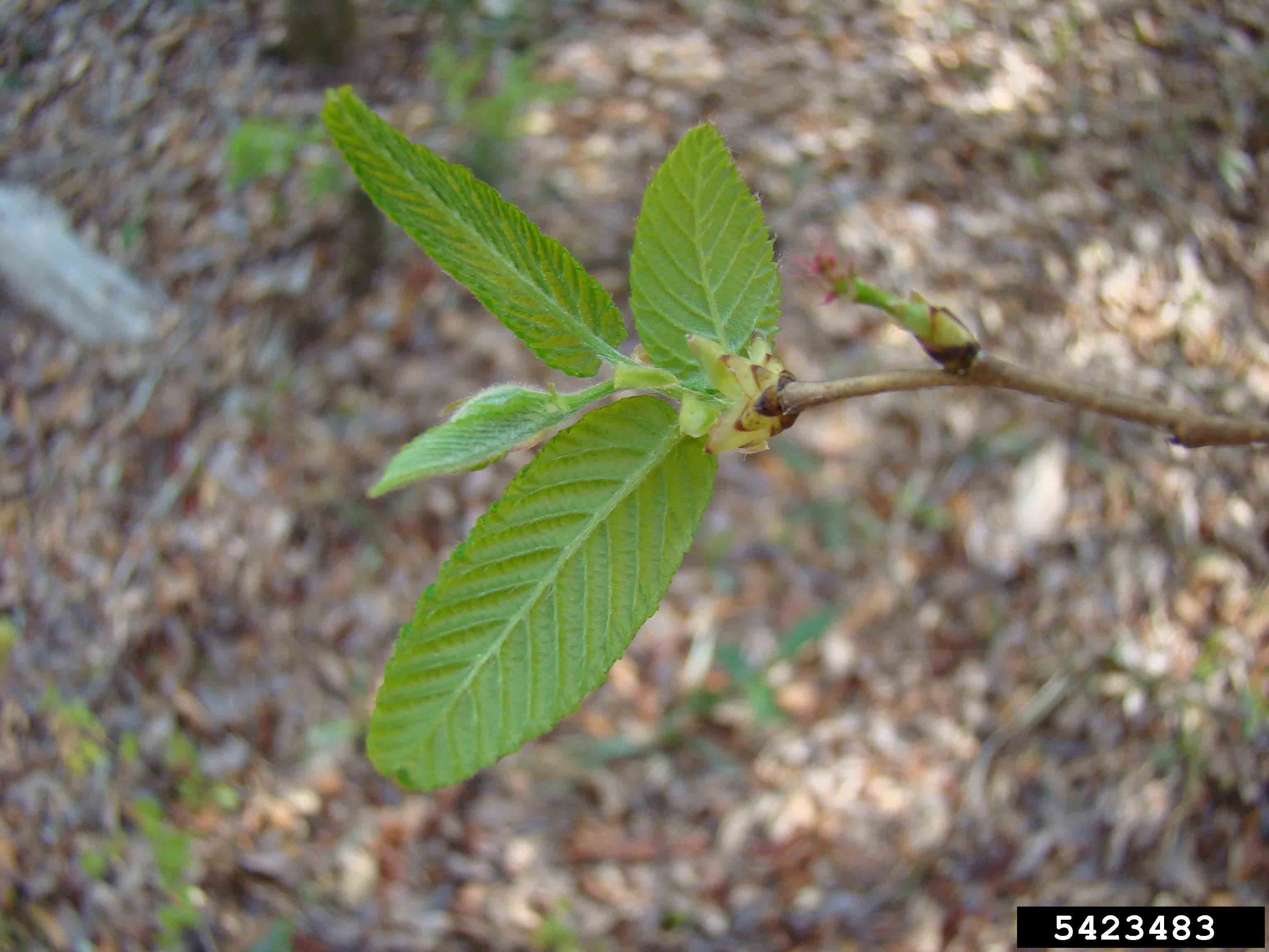American hop hornbeam leaves emerging and flower