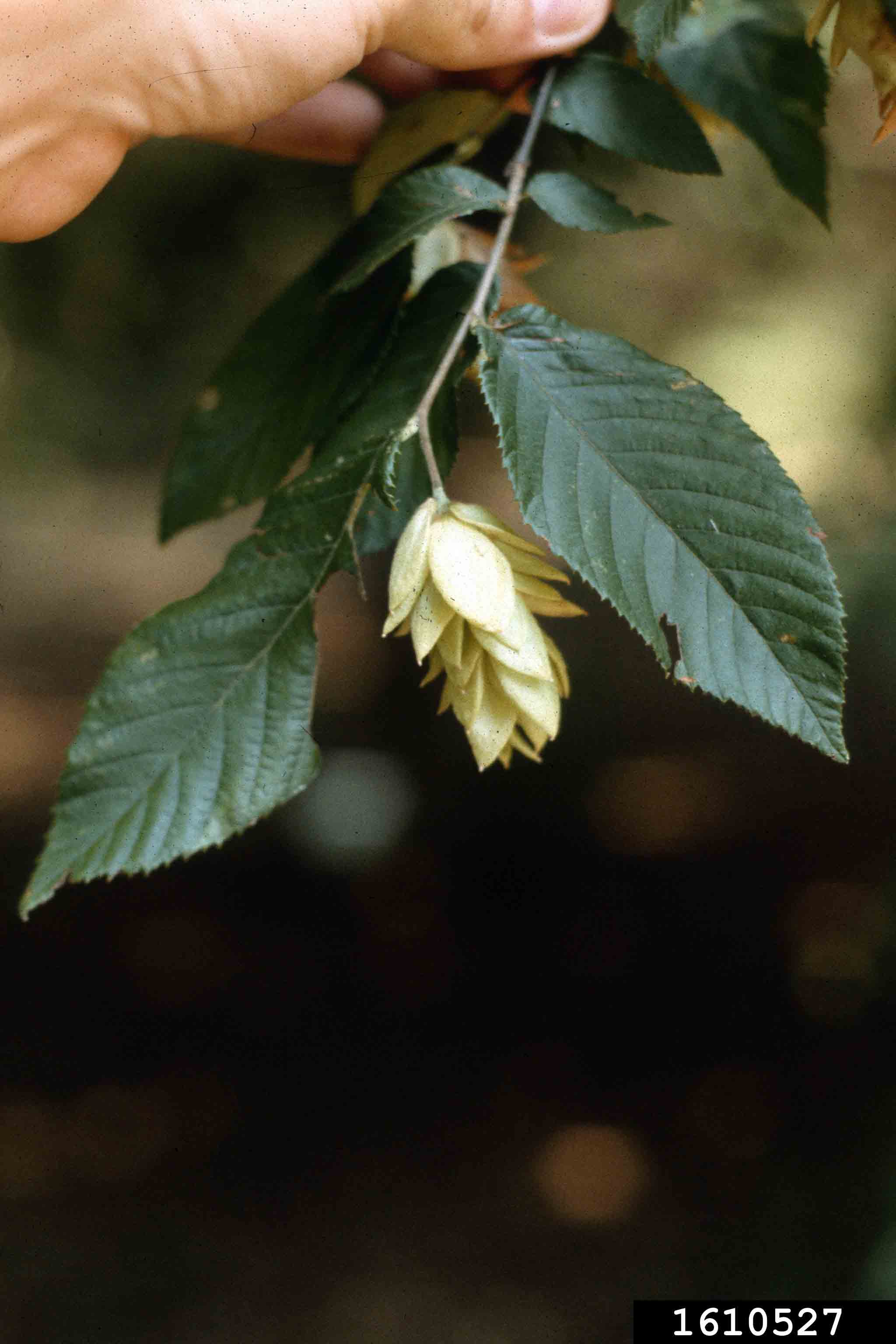 American hop hornbeam fruit