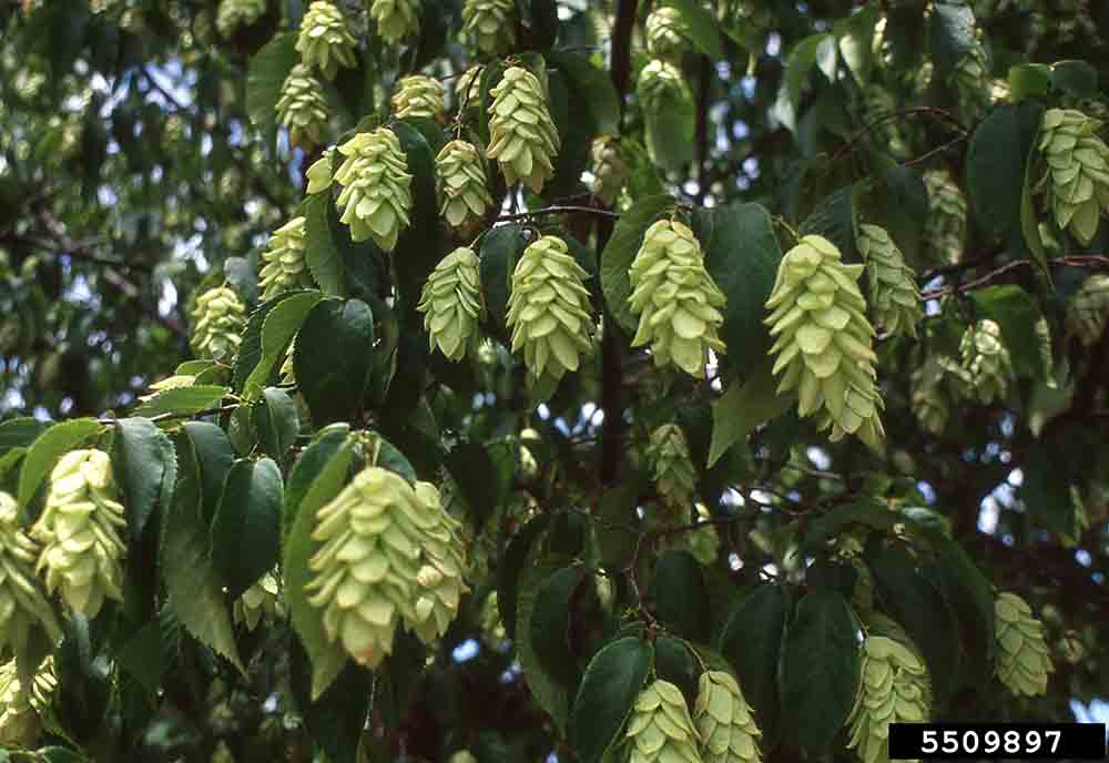 American hop hornbeam fruit