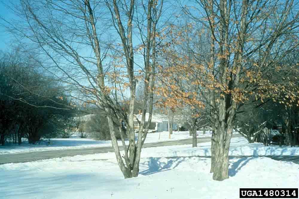 American hop hornbeam tree habit, winter