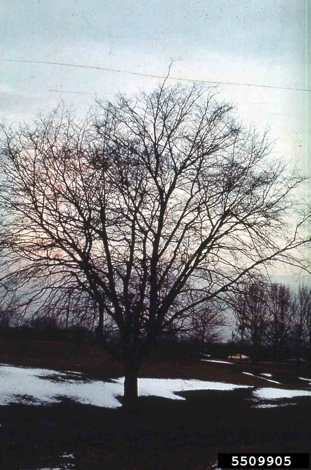 American hop hornbeam tree habit, winter