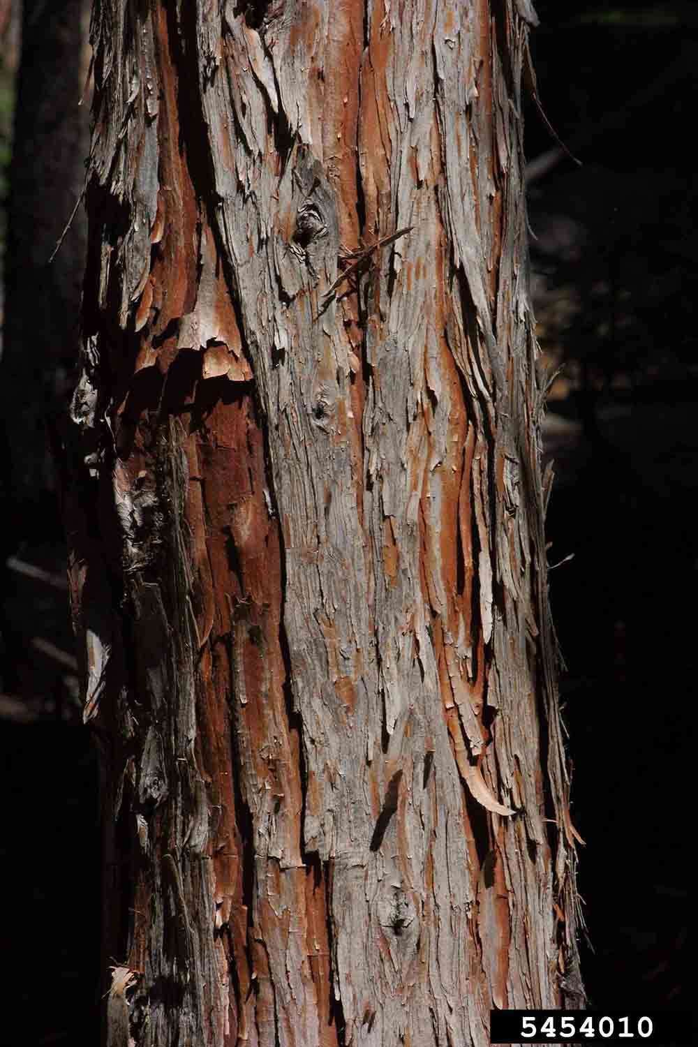 Incense cedar bark on trunk