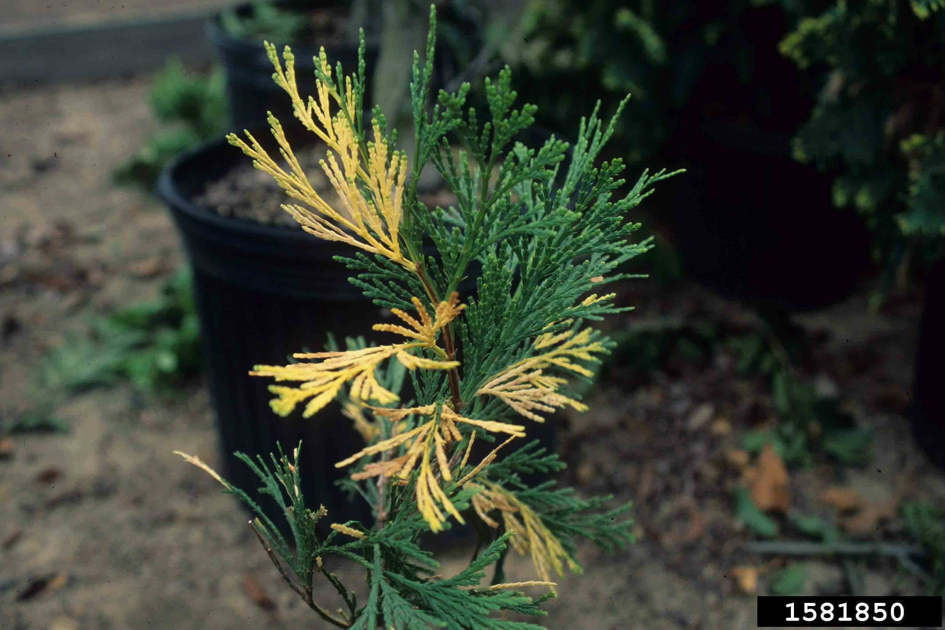 Incense cedar cultivar with variegated foliage