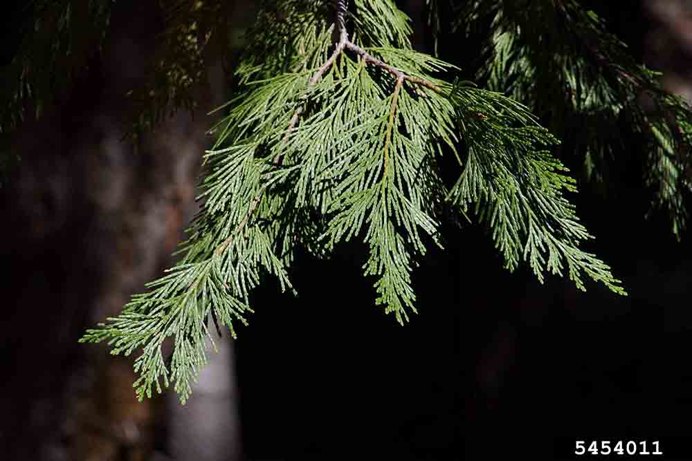 Incense cedar foliage