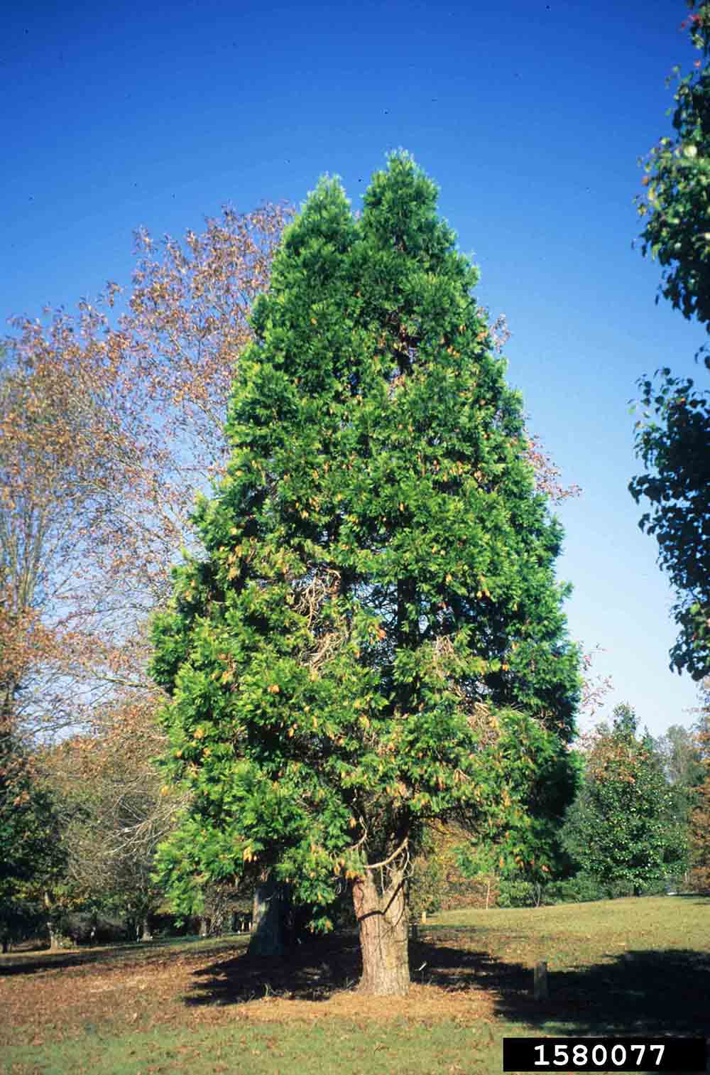 Incense cedar tree