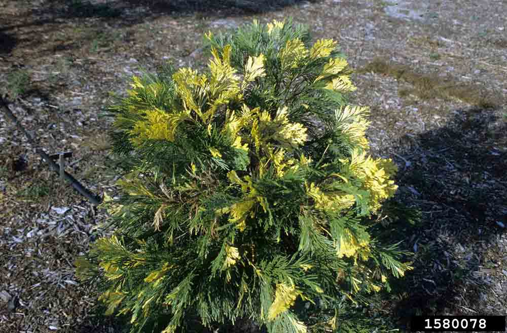 Incense cedar cultivar with variegated foliage