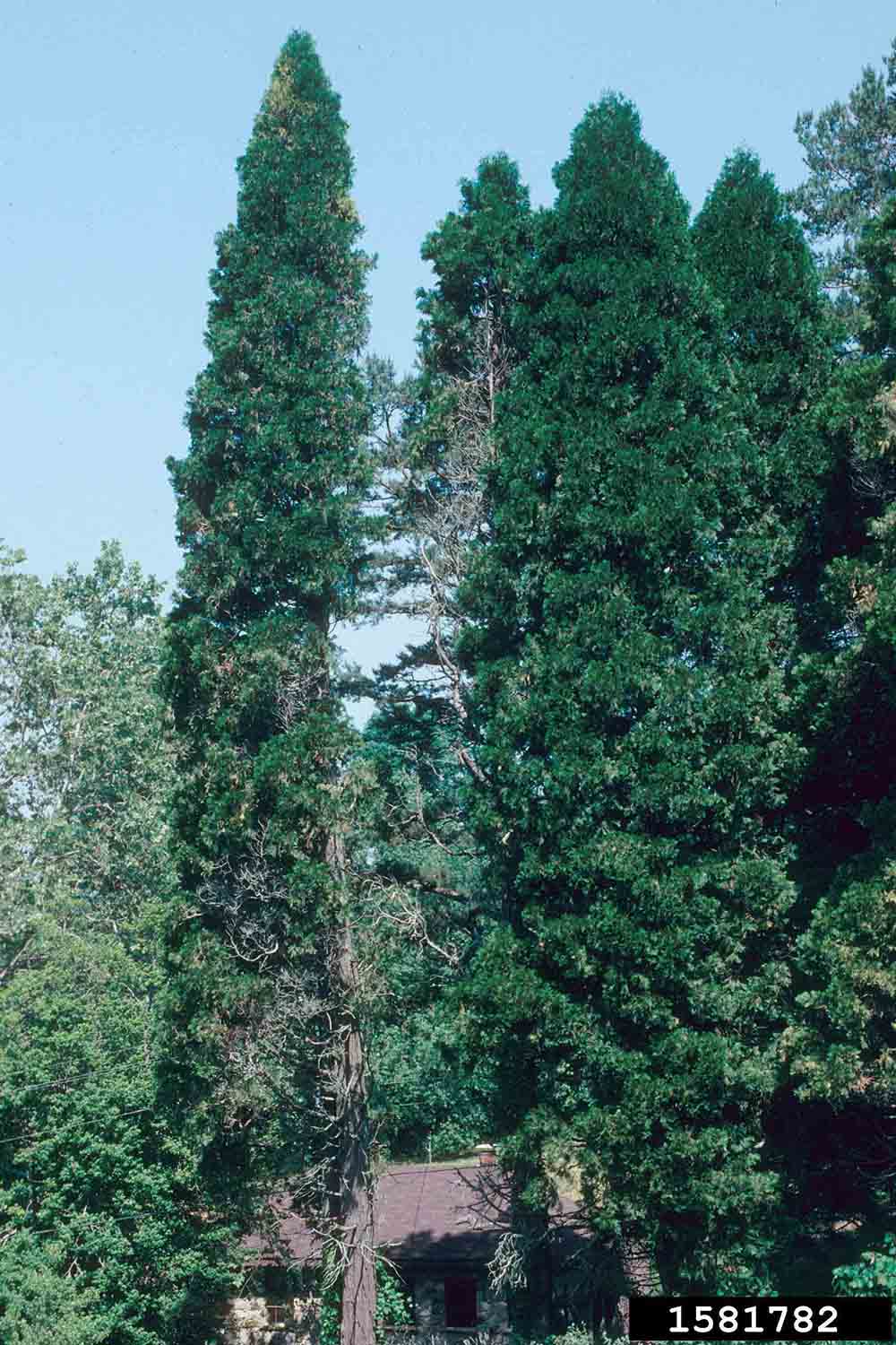 Incense cedar trees