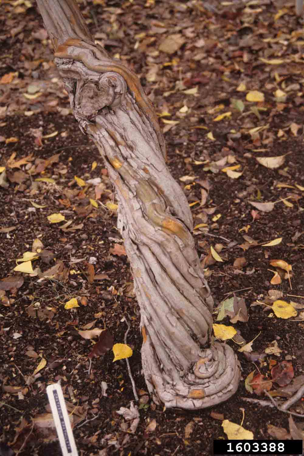 Littlehip or pasture hawthorn bark on trunk