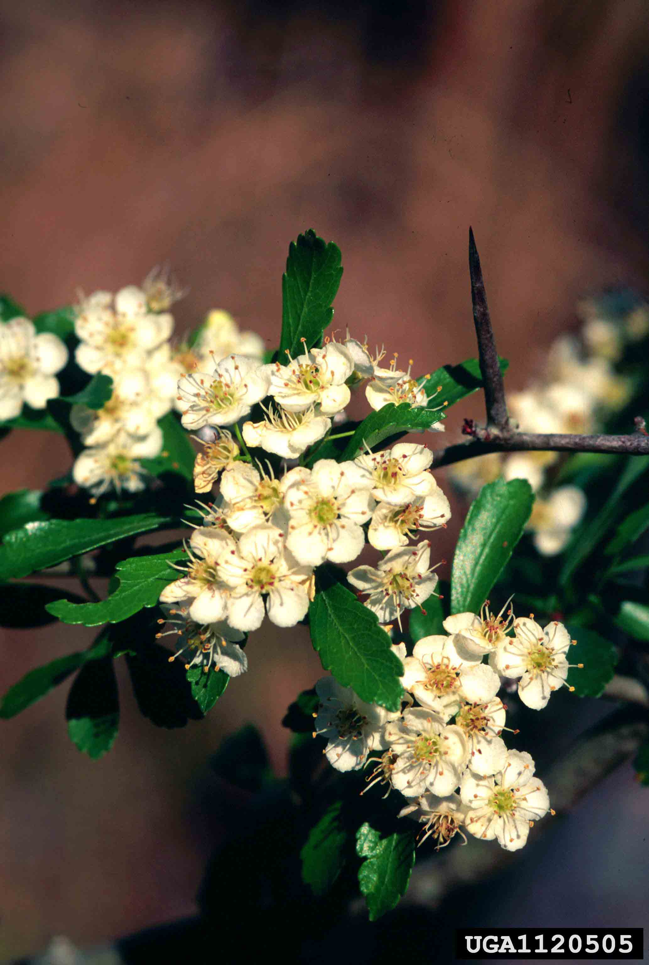 Littlehip or pasture hawthorn, showing flower, foliage, and thorn