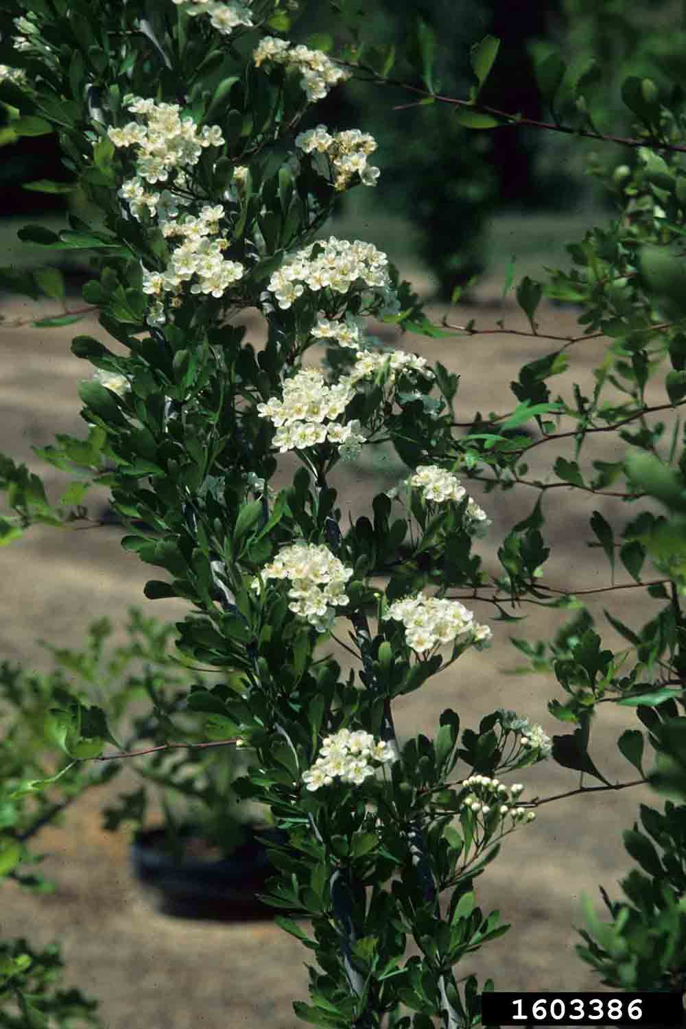 Littlehip or pasture hawthorn flowers and foliage