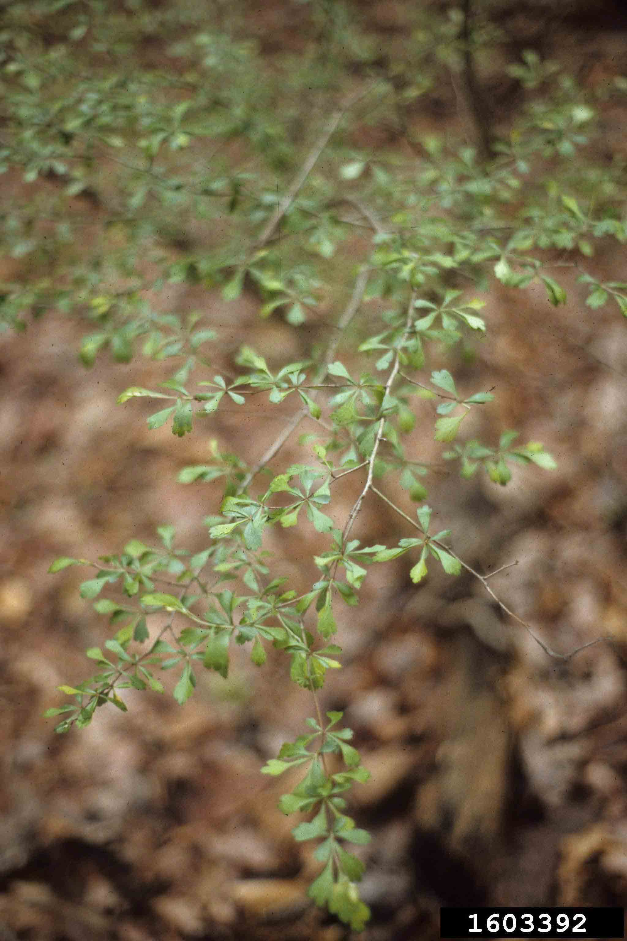 Littlehip or pasture hawthorn foliage