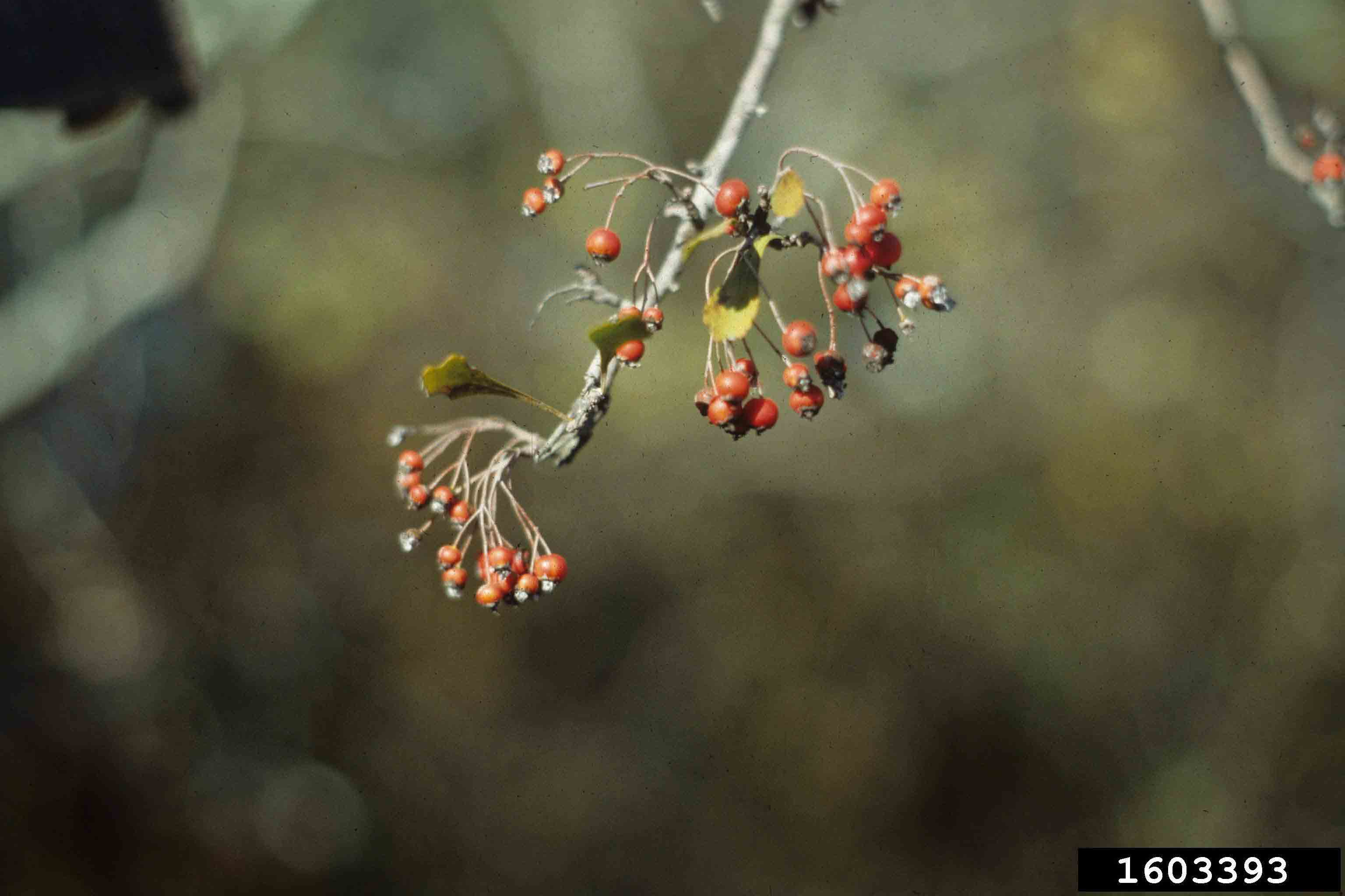 Littlehip or pasture hawthorn fruit