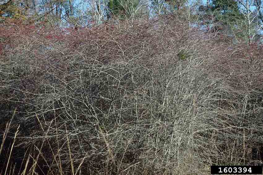 Littlehip or pasture hawthorn habit, winter
