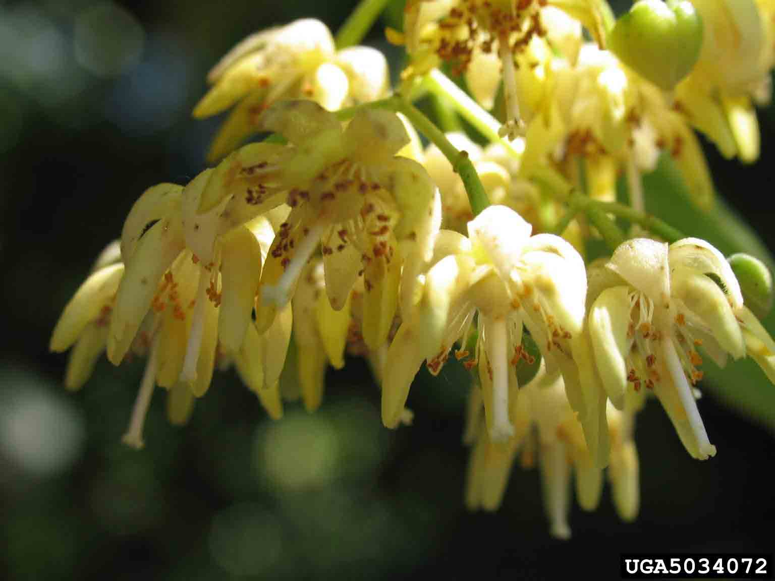 Littleleaf linden flowers
