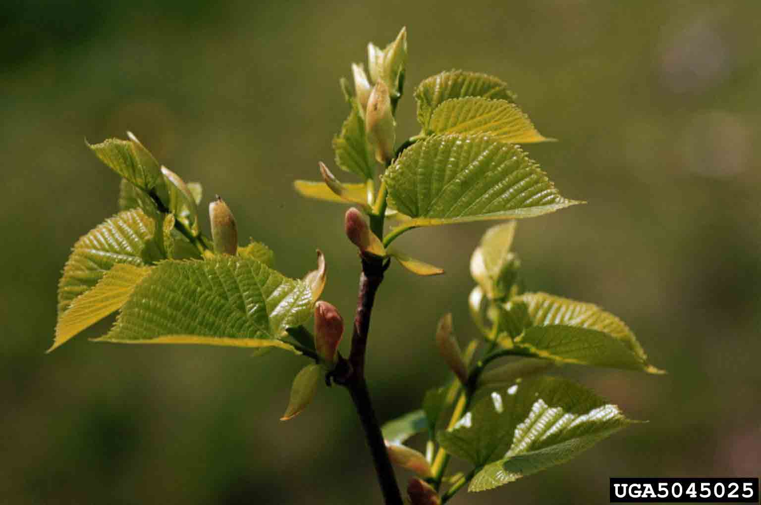 Littleleaf linden leaves