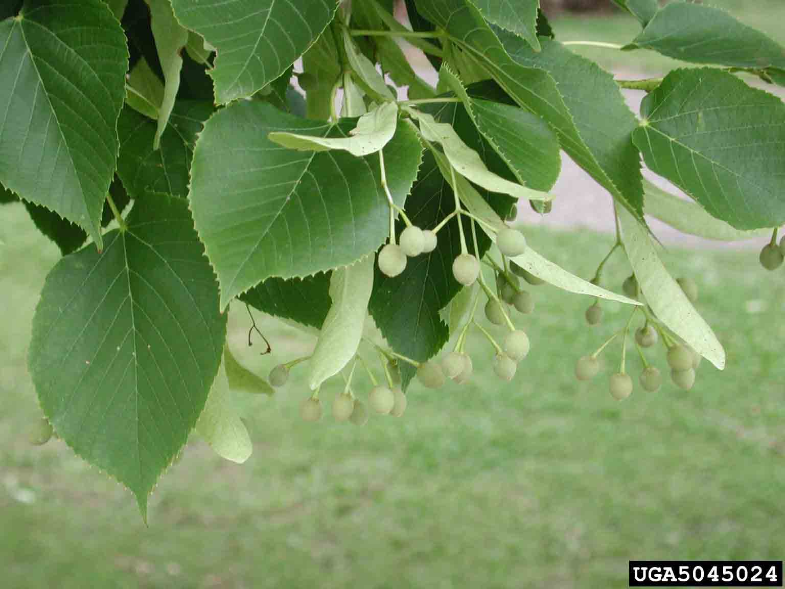 Littleleaf linden fruit