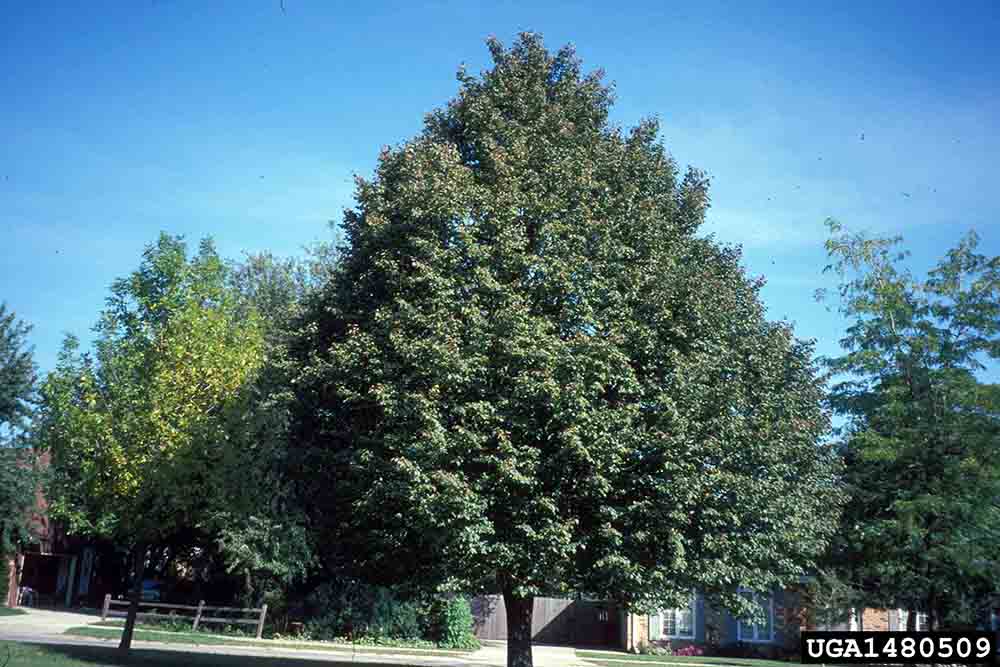 Littleleaf linden tree form, summer