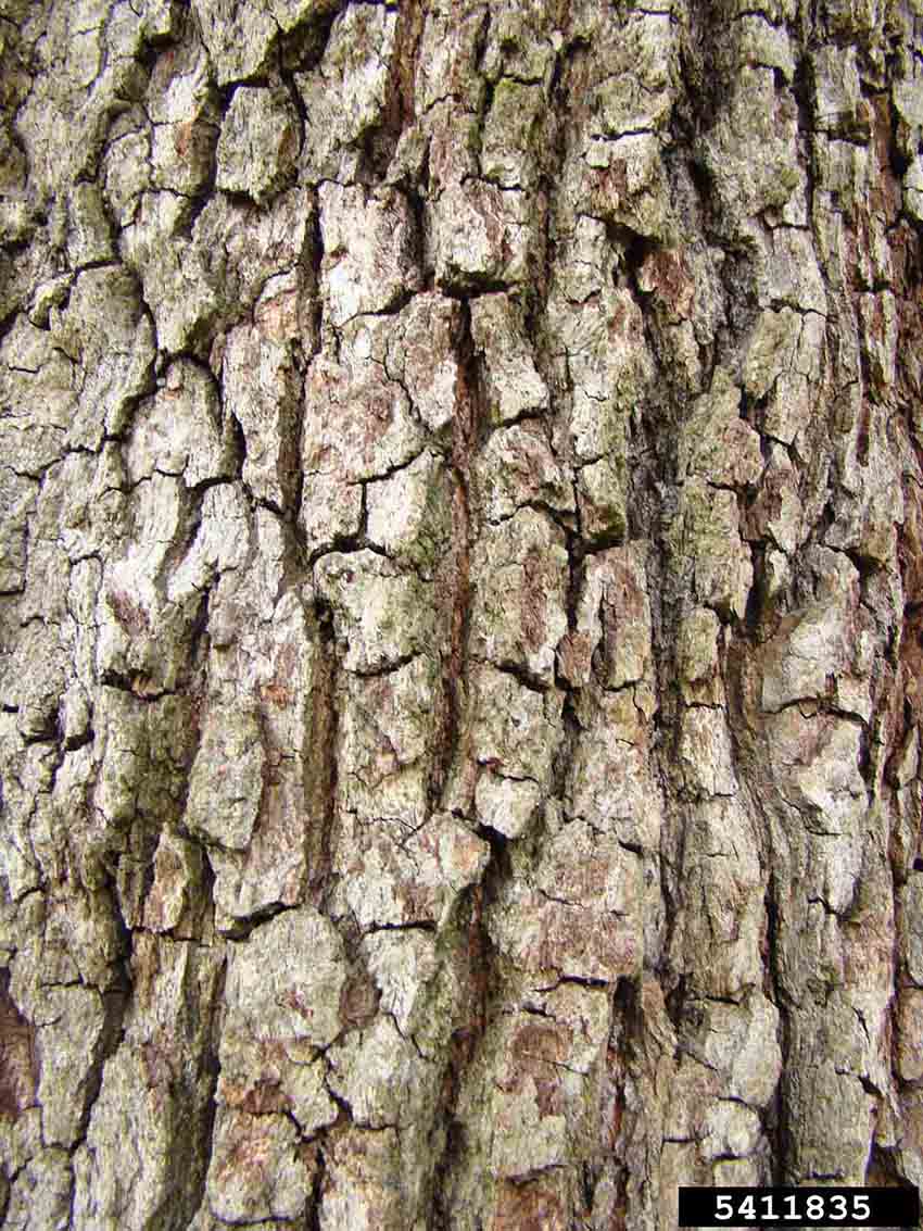 Live oak tree bark