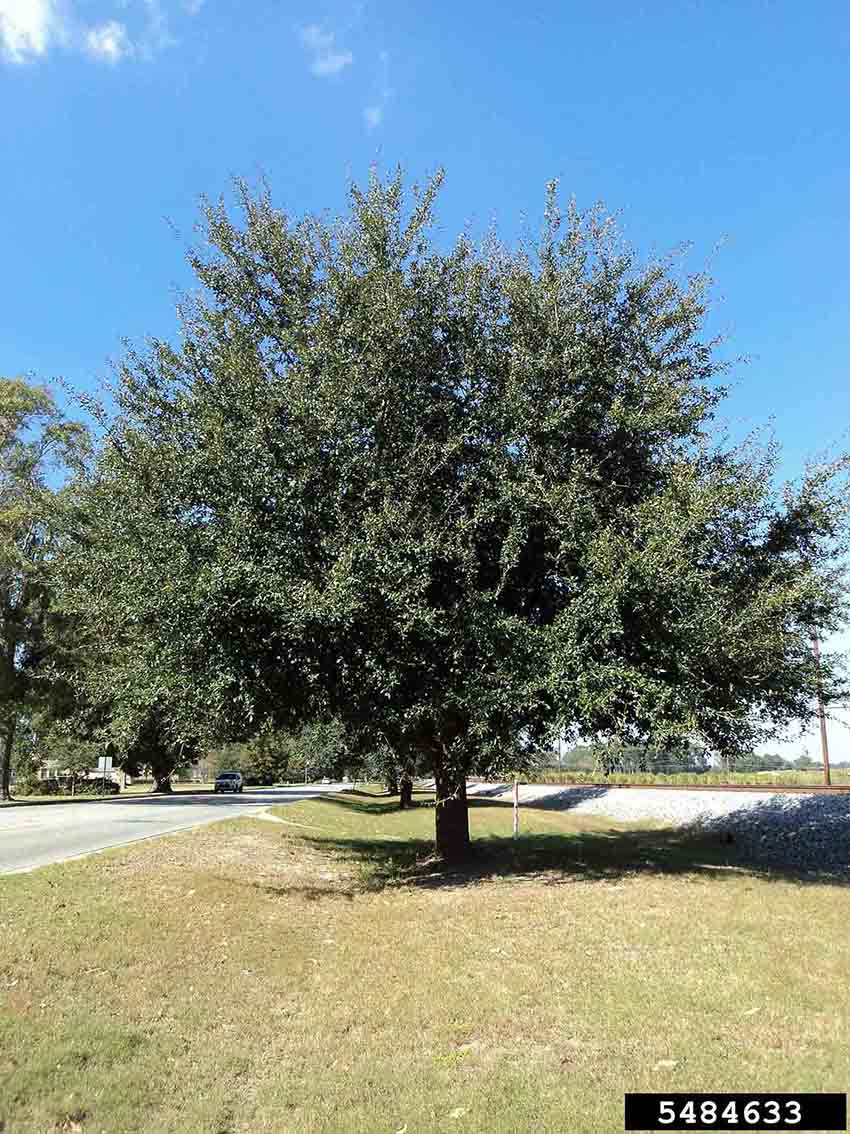 Live oak tree habit when young