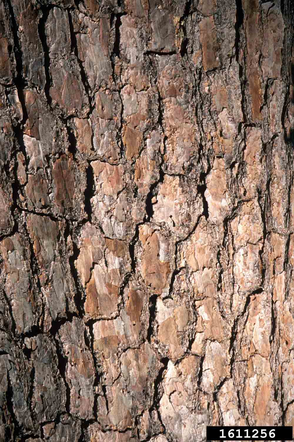 Loblolly pine bark