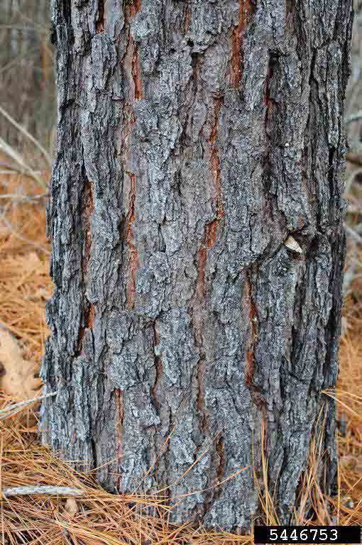 Loblolly pine bark