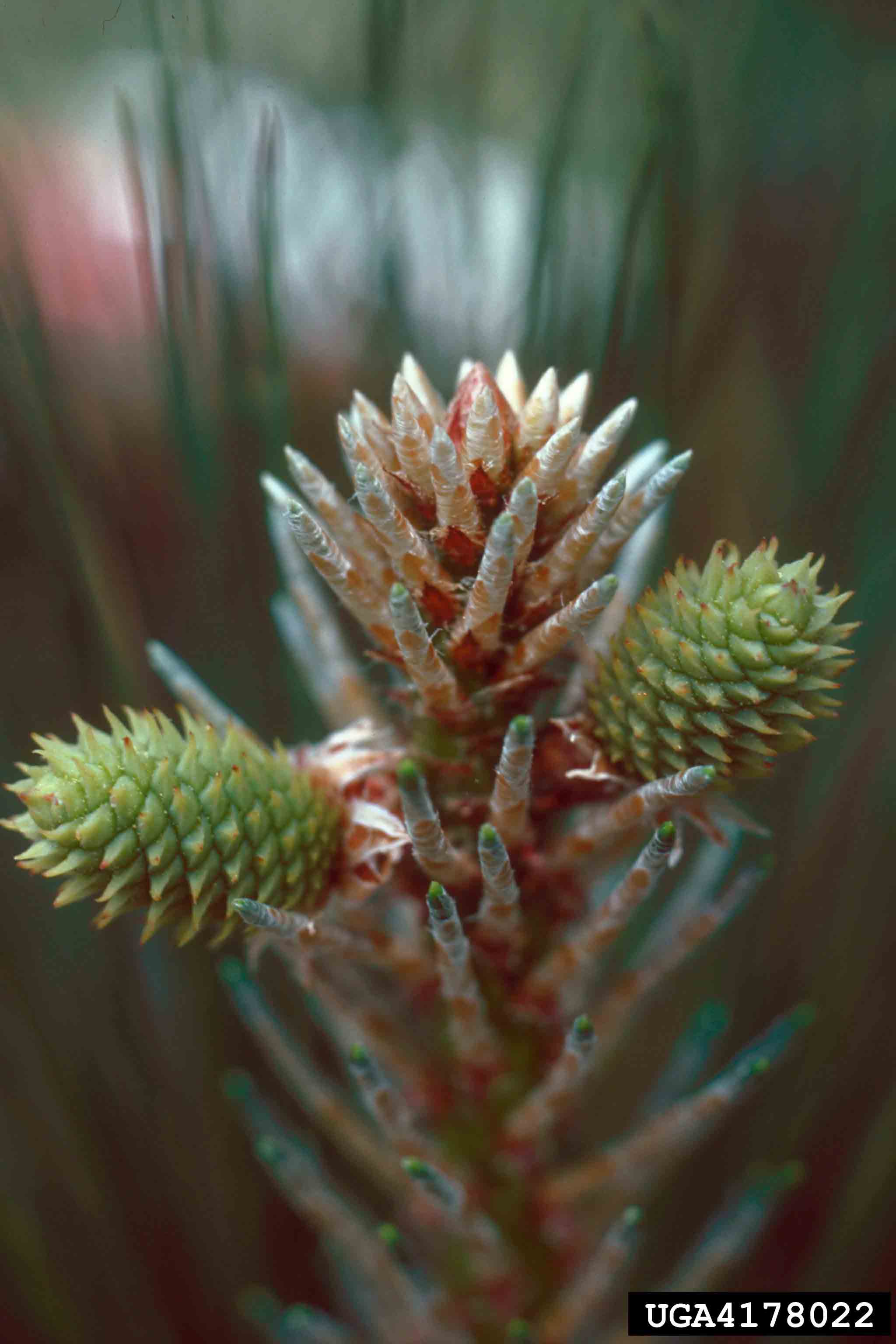 Loblolly pine immature cone