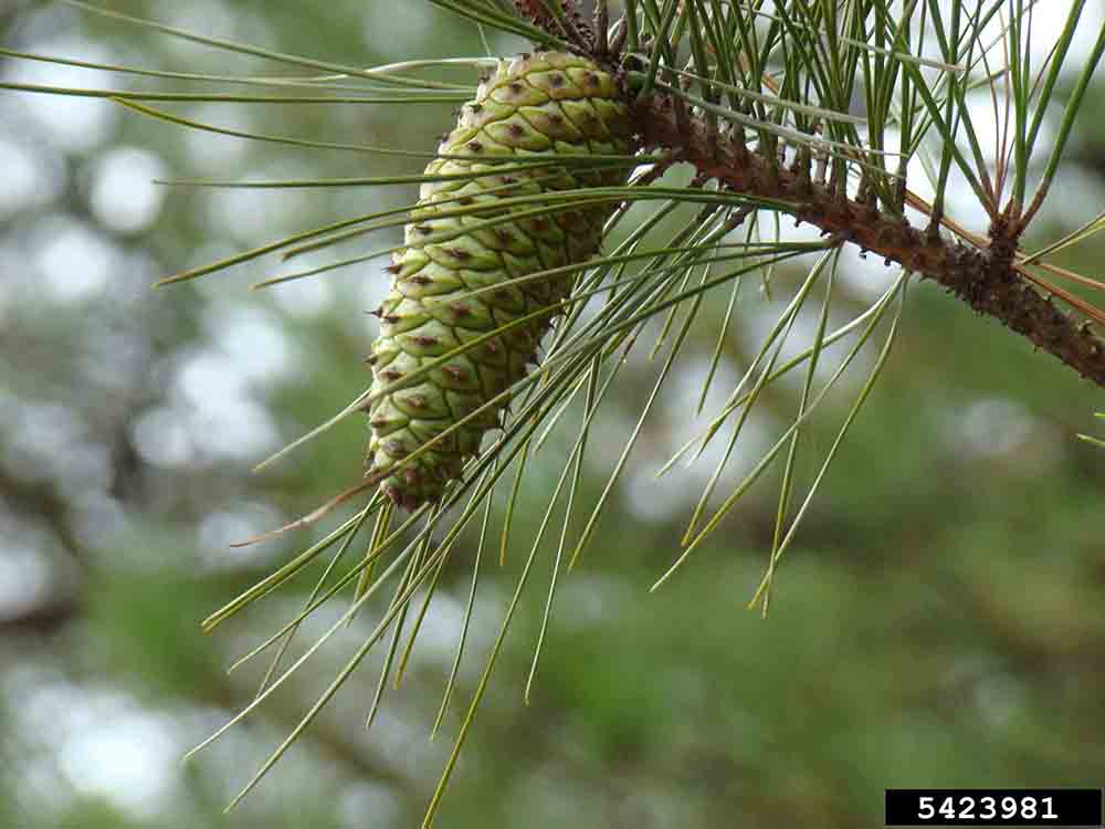 Loblolly pine immature cone