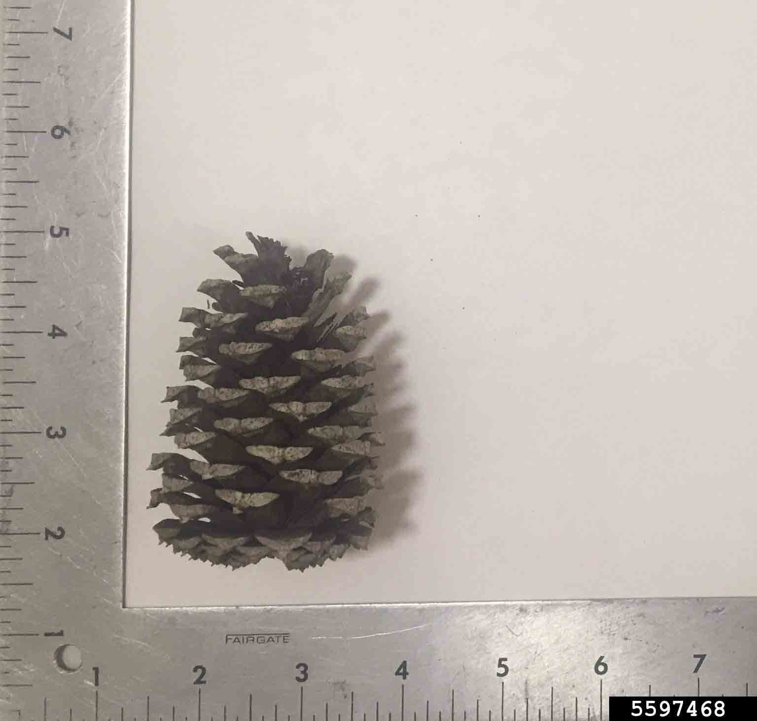 Loblolly pine cone