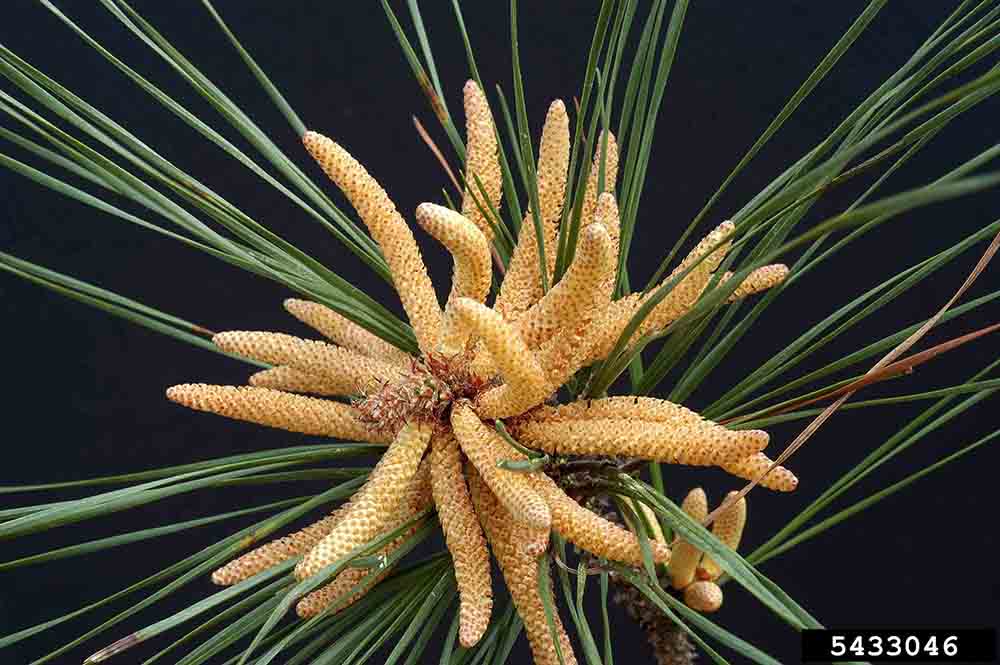 Loblolly pine flower