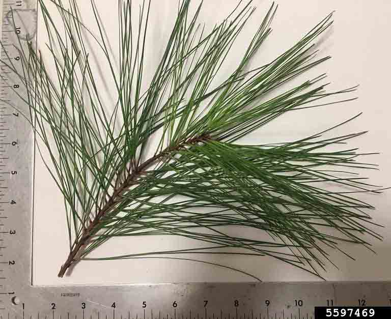 Loblolly pine needles, 6 inches long or more