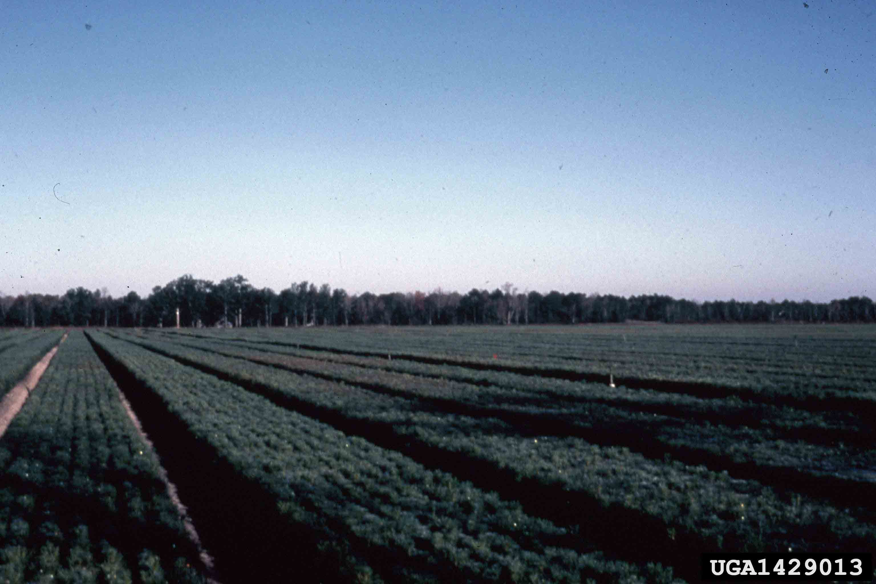 Loblolly pine tree nursery