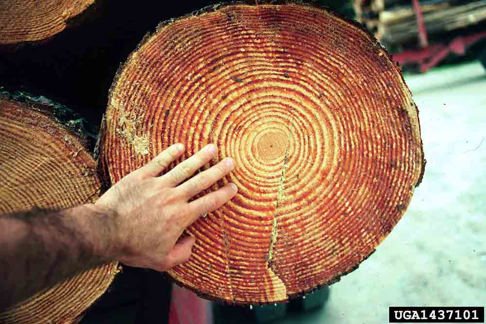 Loblolly pine log, about 30 years old