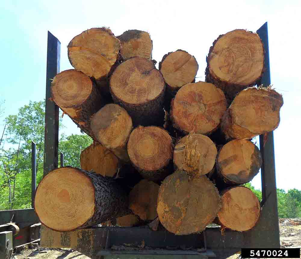 Loblolly pine logs