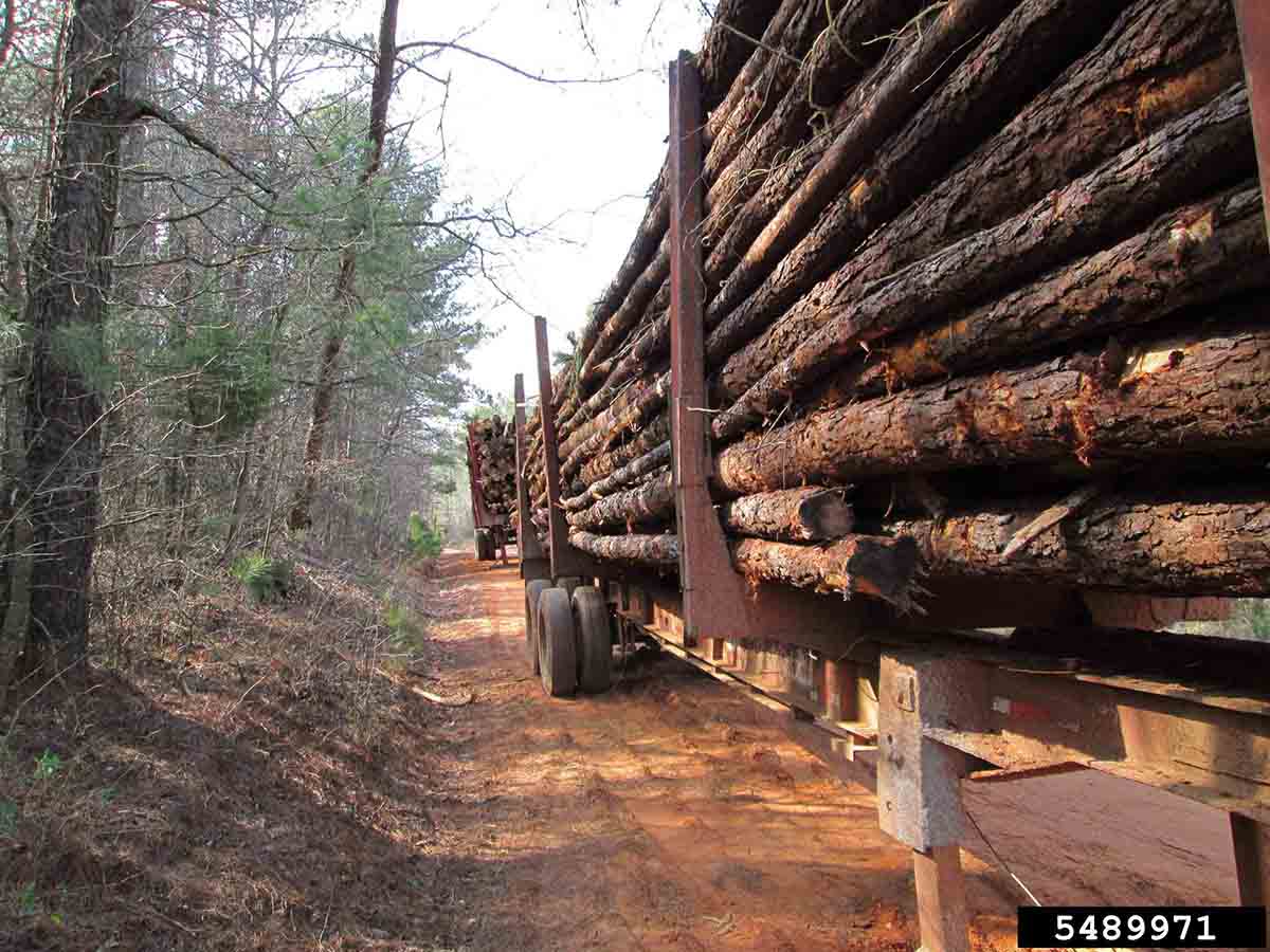 Loblolly pine logs on trucks