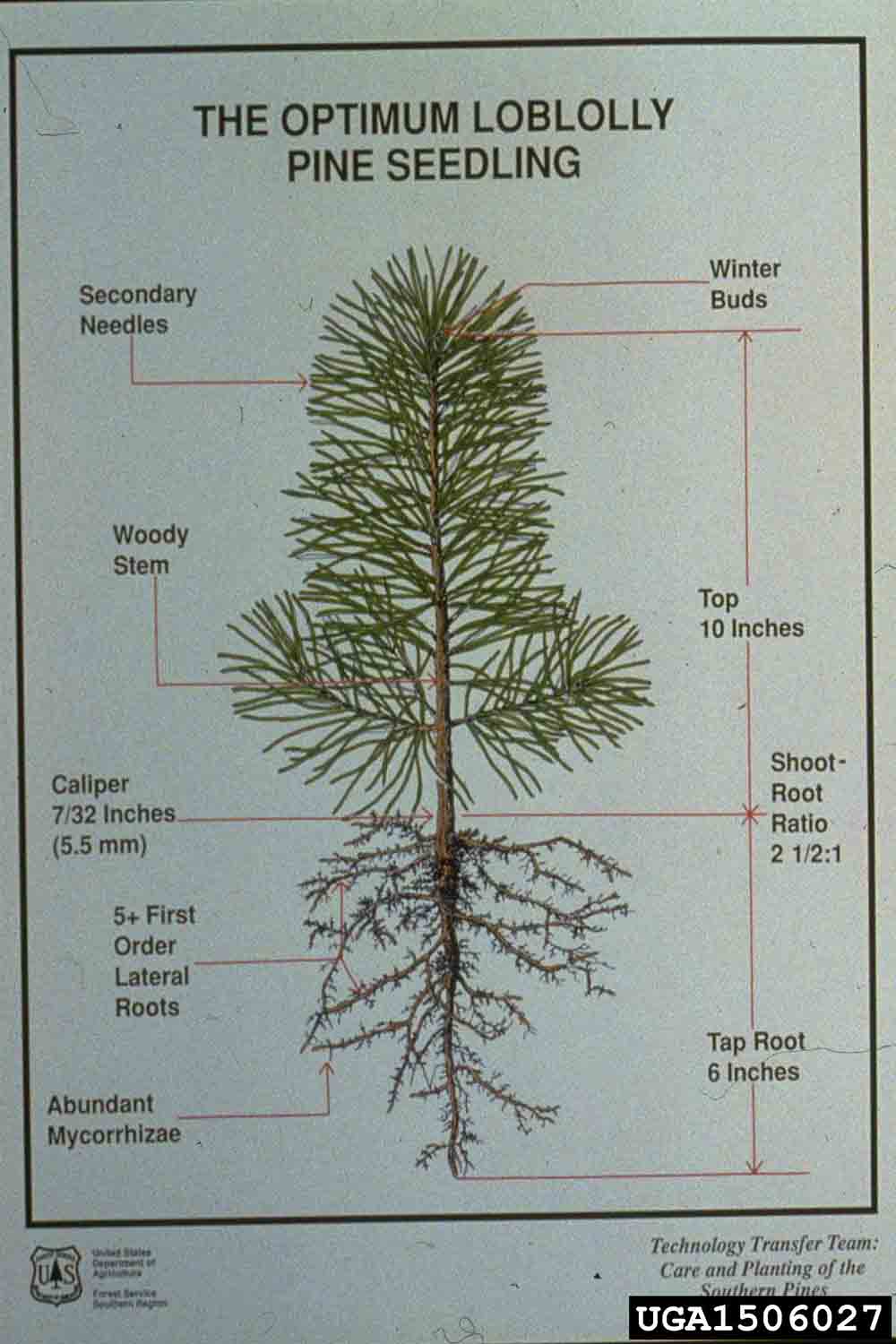 Diagram of optimum loblolly pine seedling