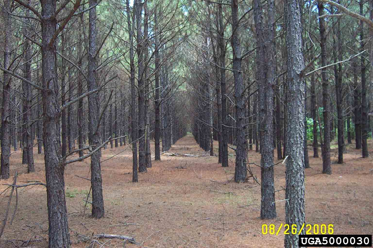 Loblolly pine tree farm