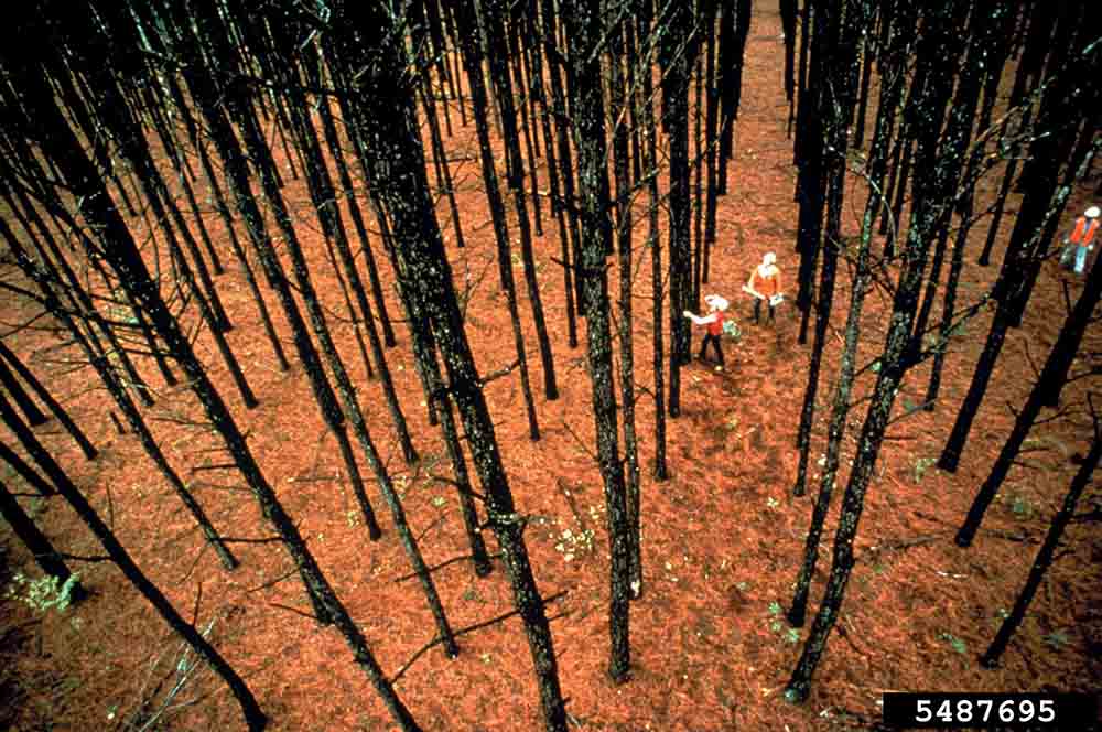 Loblolly pine tree farm