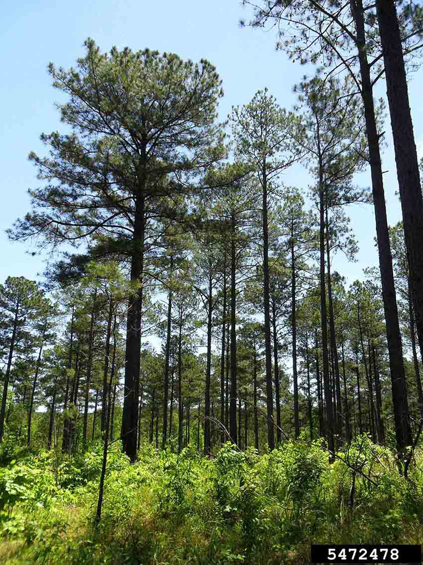 Loblolly pine tree habit
