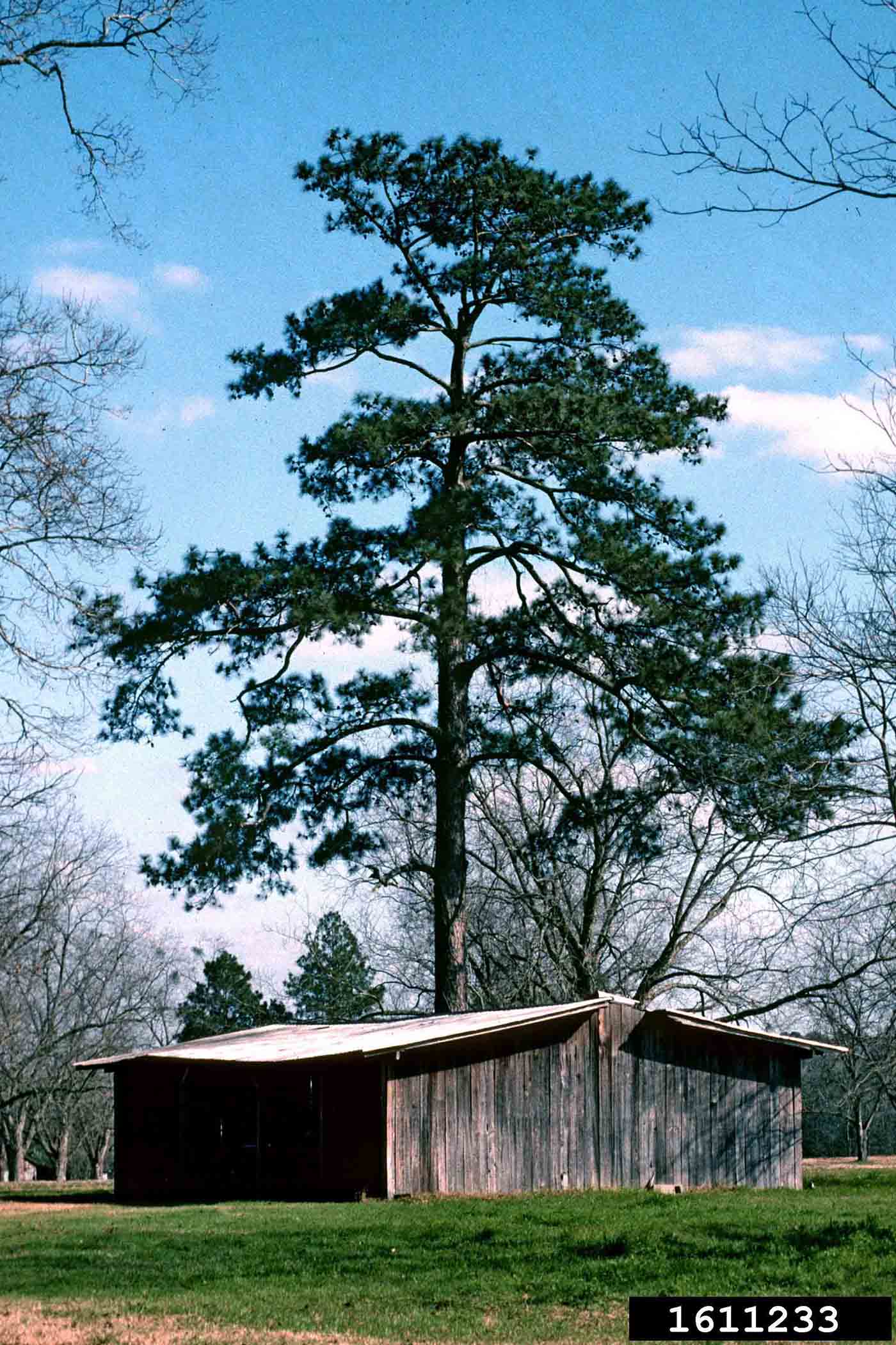 Loblolly pine tree