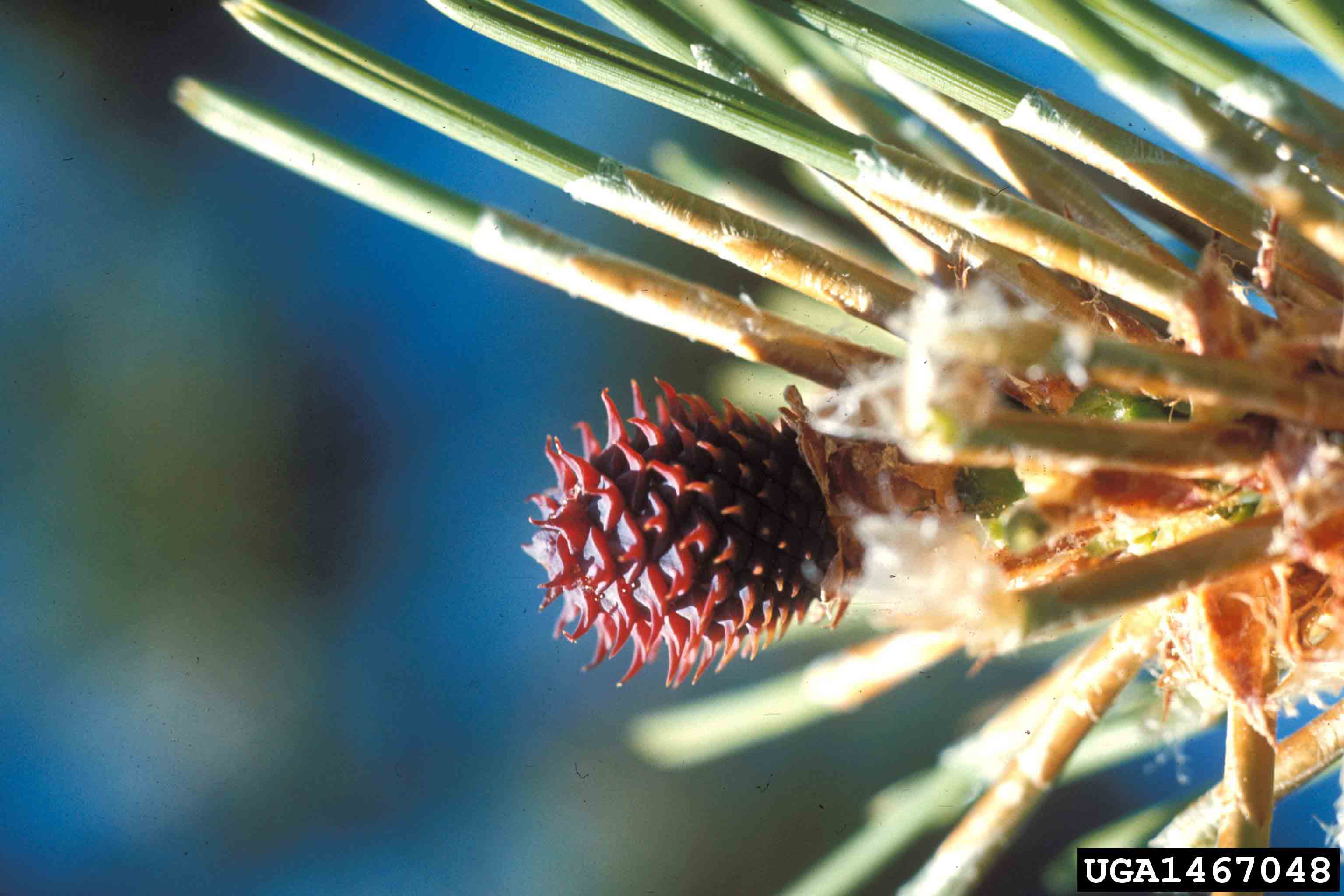 Lodgepole pine cone