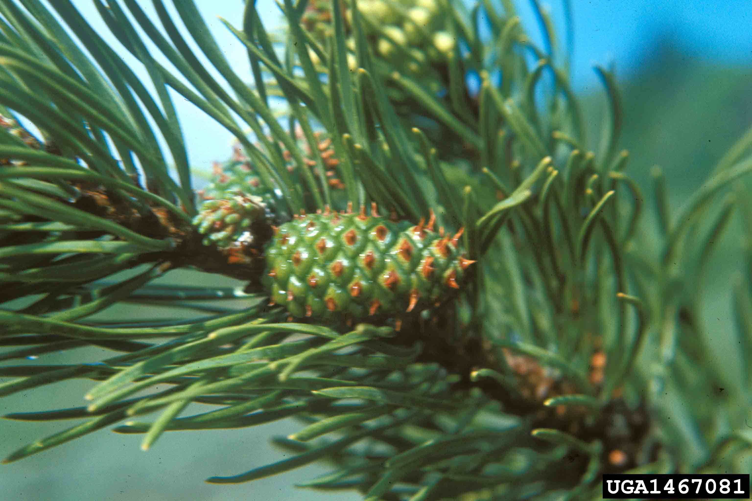 Lodgepole pine cone