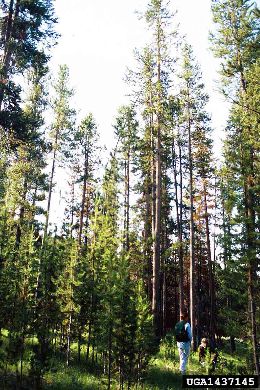 Lodgepole pine trees