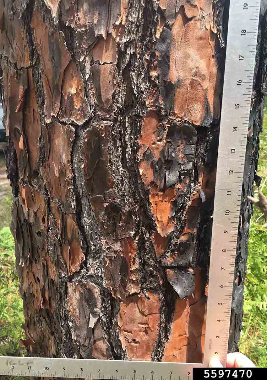 Longleaf pine bark on trunk