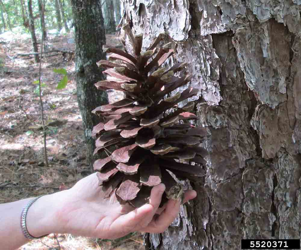 Longleaf pine cone
