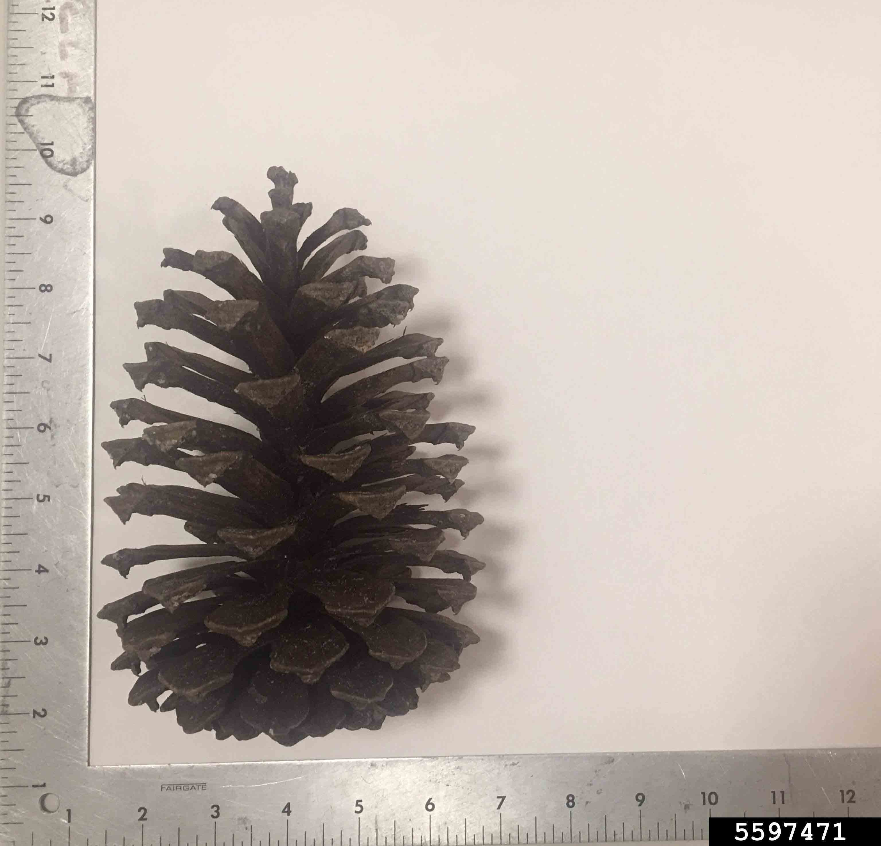 Longleaf pine cone