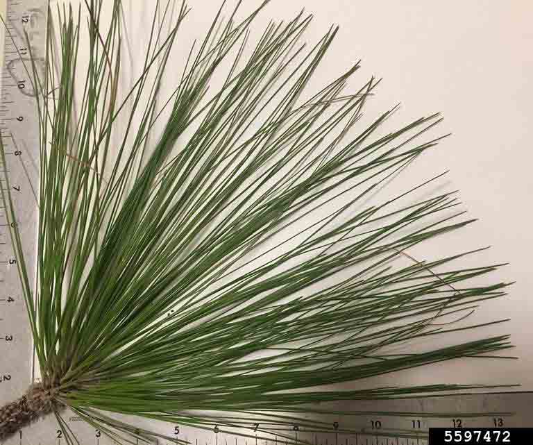 Longleaf pine needles, 8"-18" long